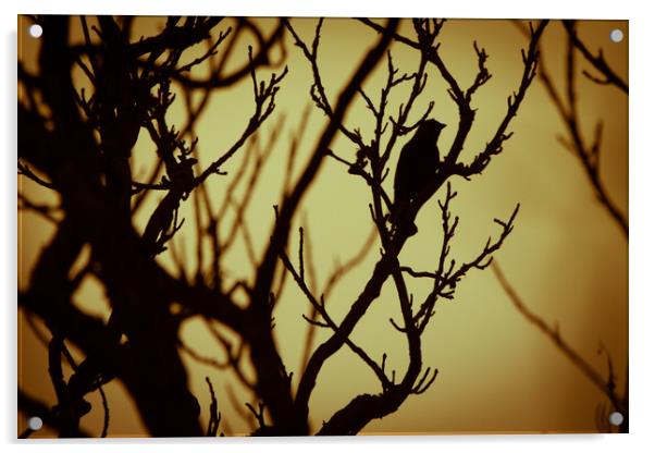 Bird In Tree Silhouette Acrylic by Craig Bennett