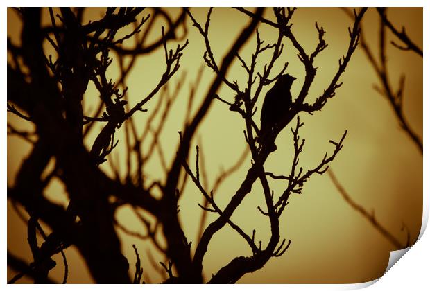 Bird In Tree Silhouette Print by Craig Bennett