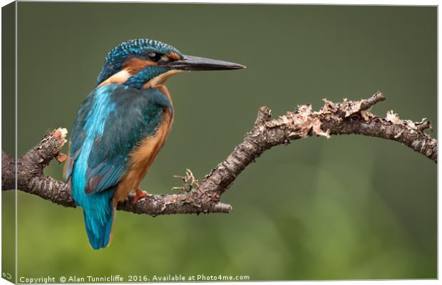 Male kingfisher Canvas Print by Alan Tunnicliffe