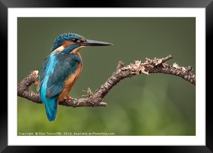 Male kingfisher Framed Mounted Print by Alan Tunnicliffe