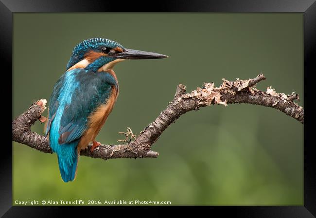 Male kingfisher Framed Print by Alan Tunnicliffe