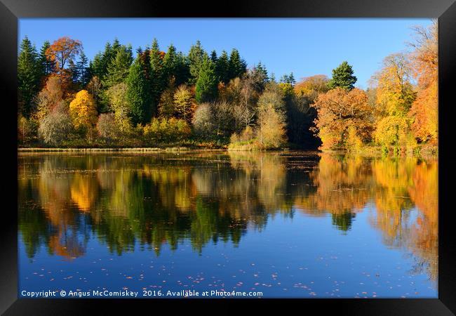 Penicuik Pond autumn colours Framed Print by Angus McComiskey