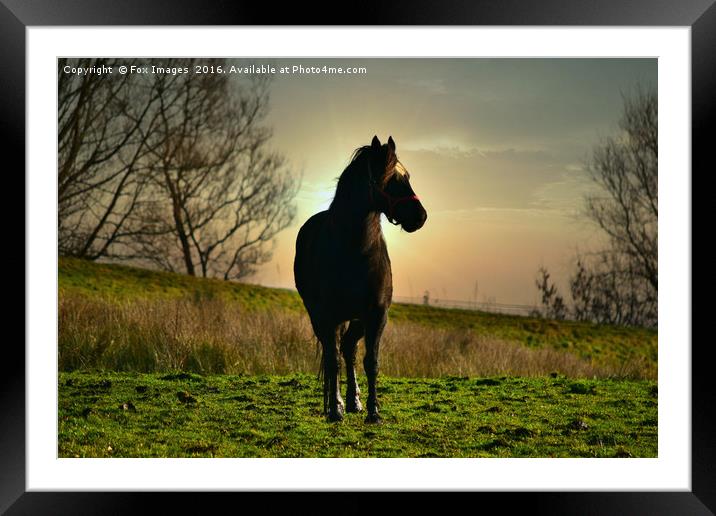 Horse at sunset Framed Mounted Print by Derrick Fox Lomax