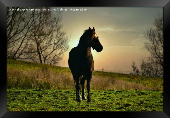 Horse at sunset Framed Print by Derrick Fox Lomax