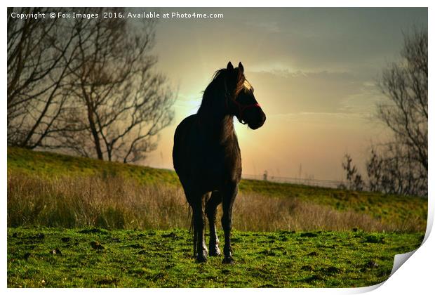 Horse at sunset Print by Derrick Fox Lomax