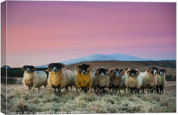 Glenesk Rams Canvas Print by Fay Vincent