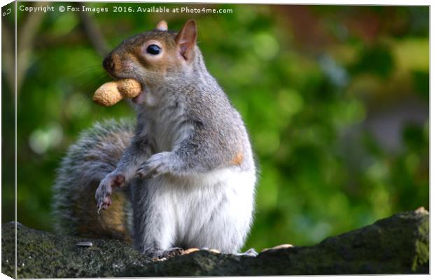 Grey Squirrel feeding Canvas Print by Derrick Fox Lomax