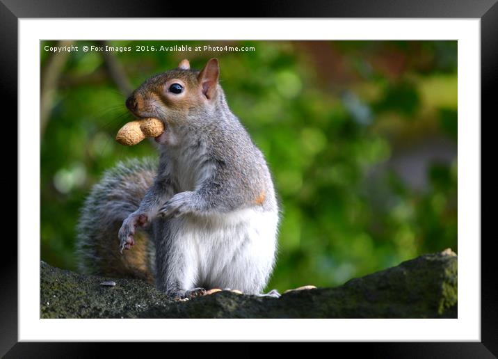 Grey Squirrel feeding Framed Mounted Print by Derrick Fox Lomax
