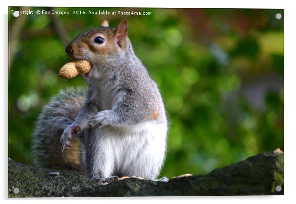 Grey Squirrel feeding Acrylic by Derrick Fox Lomax