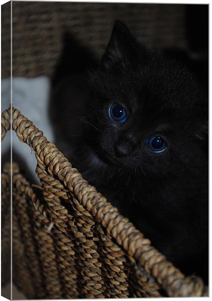 Blue-Eyed Kitten Canvas Print by Ben Tasker