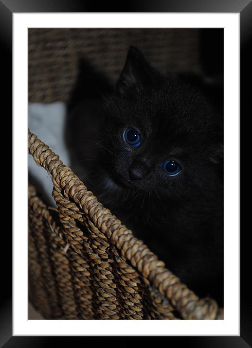 Blue-Eyed Kitten Framed Mounted Print by Ben Tasker