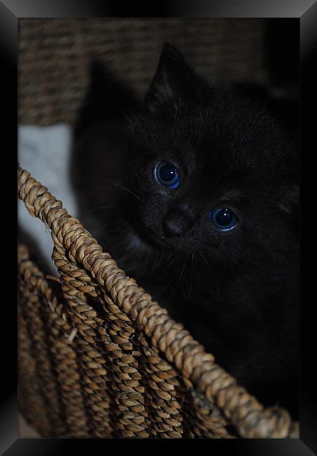 Blue-Eyed Kitten Framed Print by Ben Tasker
