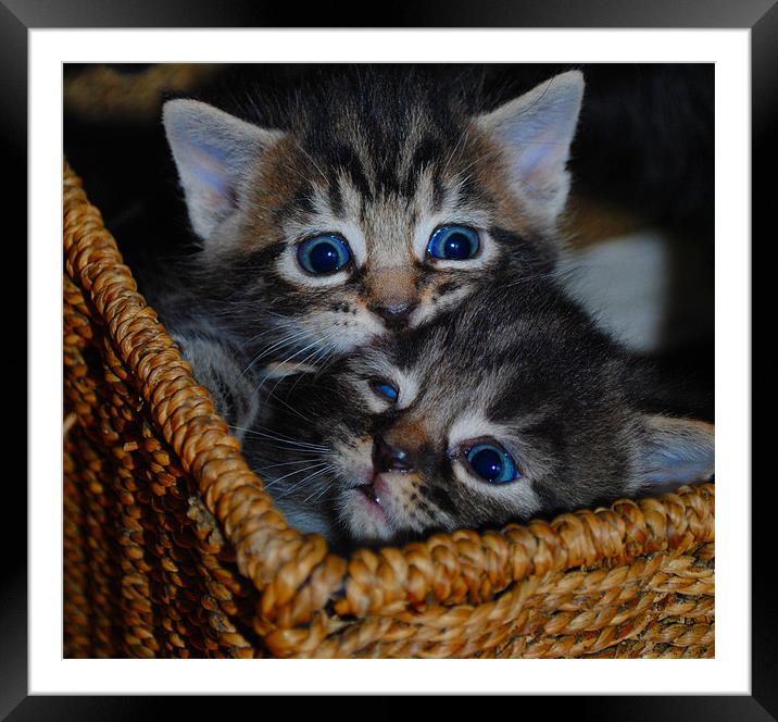 Kittens - Sibling Rivalry Framed Mounted Print by Ben Tasker