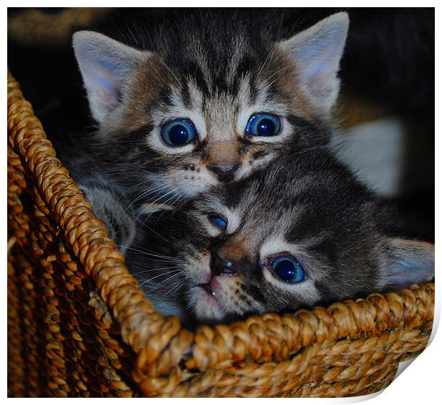 Kittens - Sibling Rivalry Print by Ben Tasker