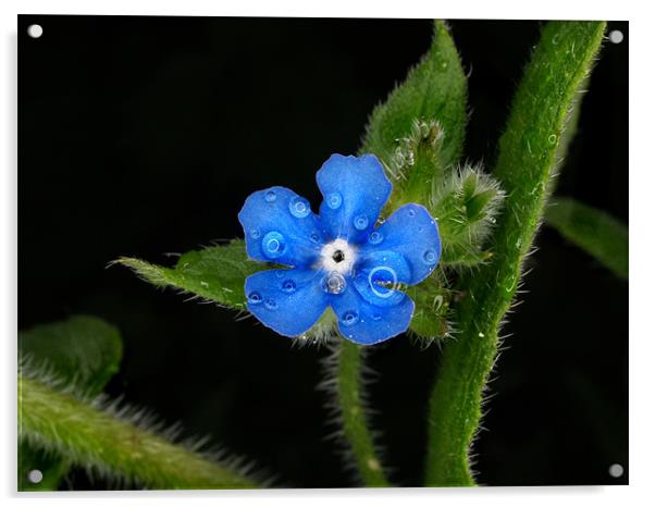 Blue Flower Acrylic by Alex Horton-Howe