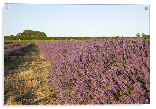 Lavender fields Acrylic by Ian Middleton