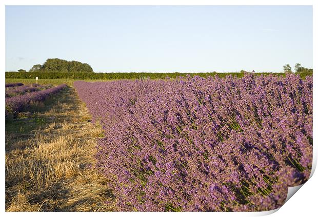 Lavender fields Print by Ian Middleton