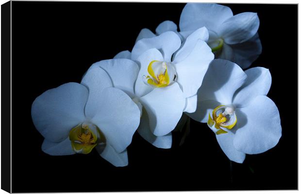orchid 3 Canvas Print by john williams