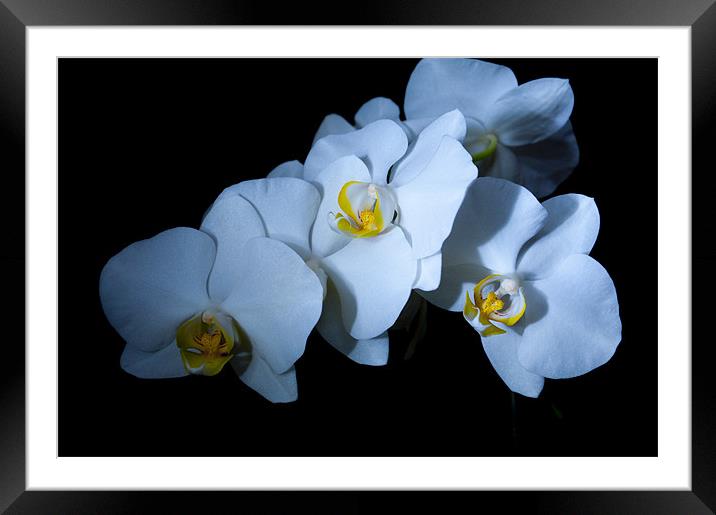 orchid 3 Framed Mounted Print by john williams