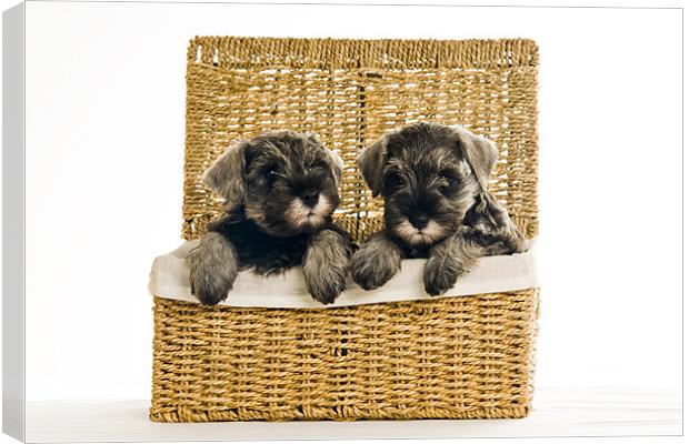Pups in a Basket Canvas Print by Eddie Howland