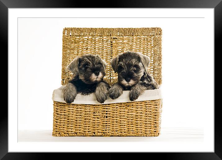 Pups in a Basket Framed Mounted Print by Eddie Howland