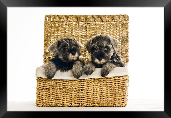 Pups in a Basket Framed Print by Eddie Howland