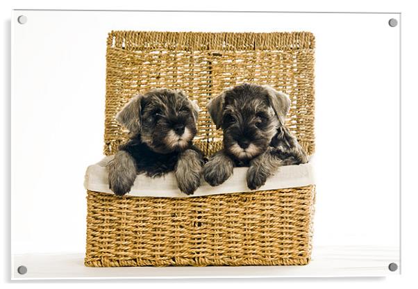 Pups in a Basket Acrylic by Eddie Howland