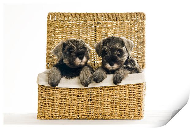 Pups in a Basket Print by Eddie Howland