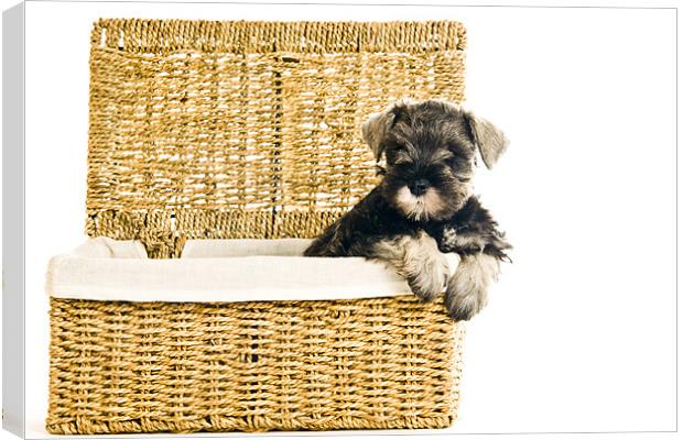 Pup in a Basket Canvas Print by Eddie Howland