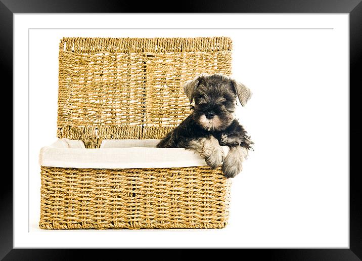 Pup in a Basket Framed Mounted Print by Eddie Howland