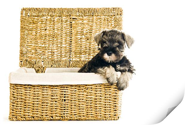 Pup in a Basket Print by Eddie Howland