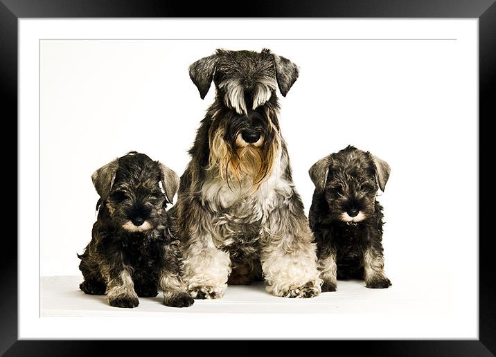 Mum and 2 pups Framed Mounted Print by Eddie Howland