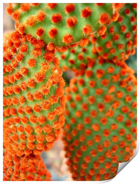 Cactus in furry flower Print by K. Appleseed.