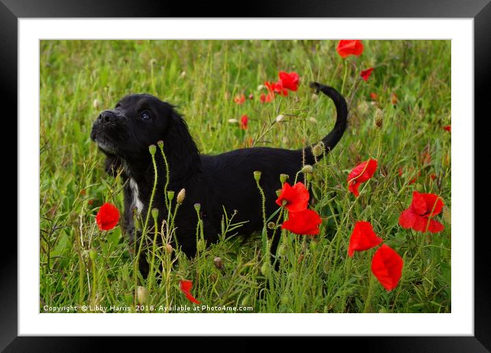 Poppy Puppy  Framed Mounted Print by Libby Harris