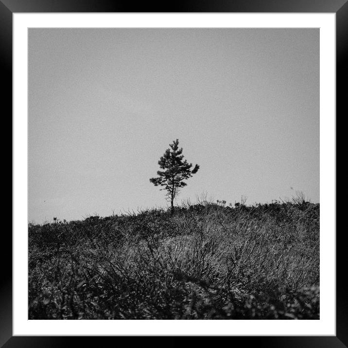 Lonely Tree Framed Mounted Print by Craig Bennett