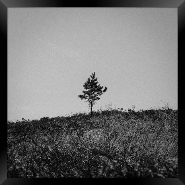 Lonely Tree Framed Print by Craig Bennett