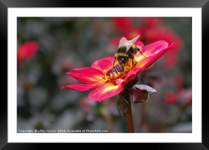 Do Not Disturb..... Bee At Work Framed Mounted Print by Libby Harris
