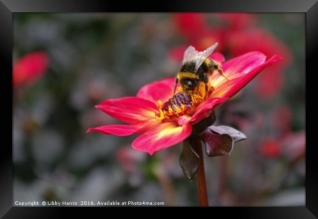 Do Not Disturb..... Bee At Work Framed Print by Libby Harris