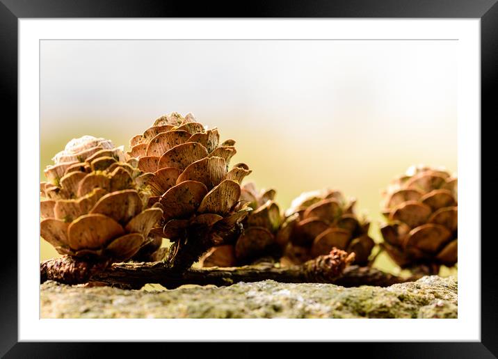 Resting Pine Cones Framed Mounted Print by Craig Bennett
