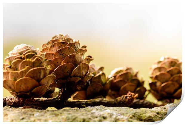 Resting Pine Cones Print by Craig Bennett