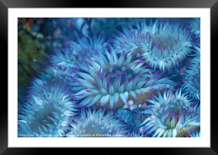 Flowers Of The Sea Framed Mounted Print by jonathan nguyen