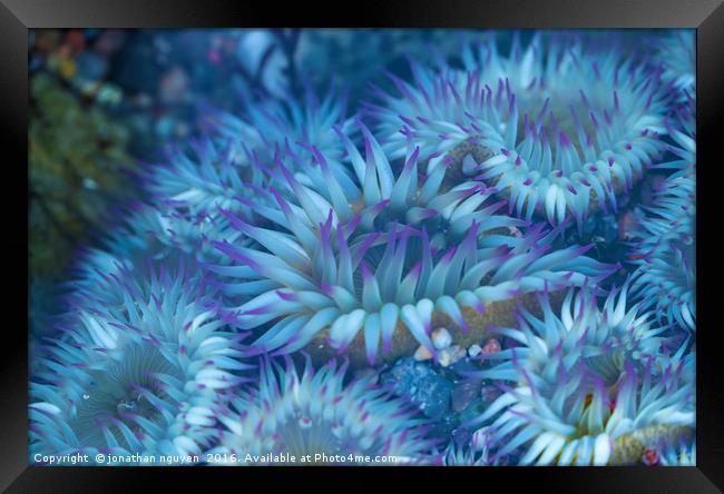 Flowers Of The Sea Framed Print by jonathan nguyen