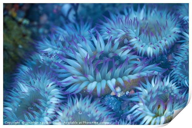 Flowers Of The Sea Print by jonathan nguyen
