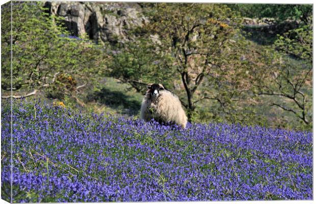 Swaledale Sheep in Rannerdale bluebells  Canvas Print by Linda Lyon