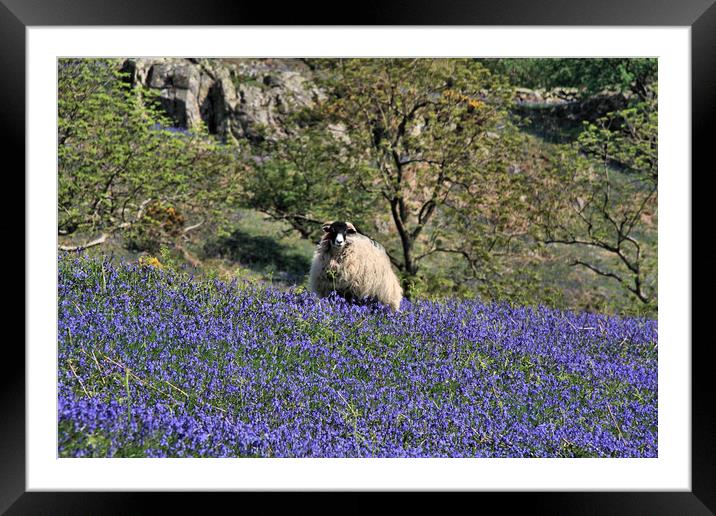 Swaledale Sheep in Rannerdale bluebells  Framed Mounted Print by Linda Lyon