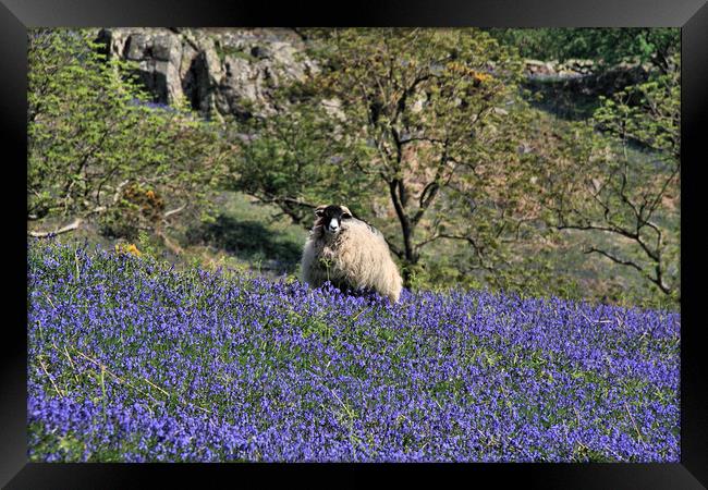 Swaledale Sheep in Rannerdale bluebells  Framed Print by Linda Lyon