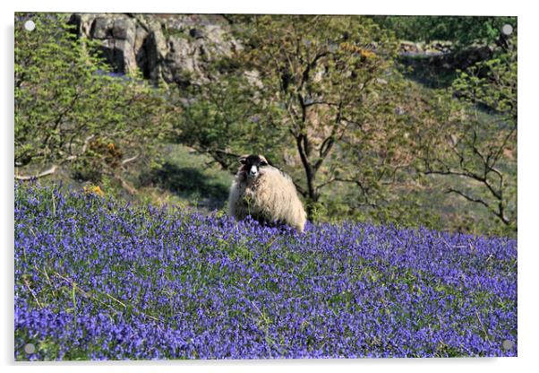 Swaledale Sheep in Rannerdale bluebells  Acrylic by Linda Lyon