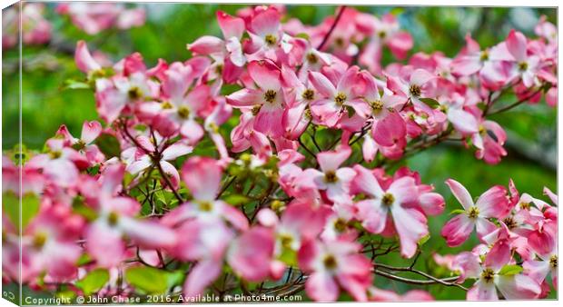 Pink & White Blossoms in Spring #2 Canvas Print by John Chase