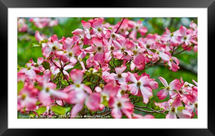 Pink & White Blossoms in Spring #2 Framed Mounted Print by John Chase