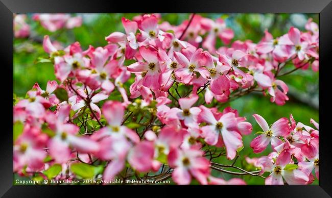 Pink & White Blossoms in Spring #2 Framed Print by John Chase